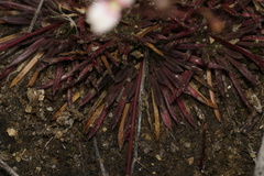 Stylidium caespitosum