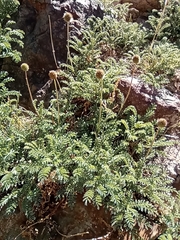 Acaena sericea