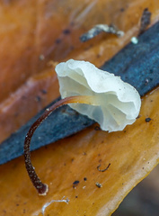Marasmius epiphylloides