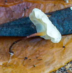 Marasmius epiphylloides