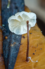 Marasmius epiphylloides