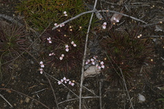 Stylidium caespitosum