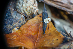 Marasmius epiphylloides