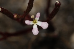 Stylidium inundatum
