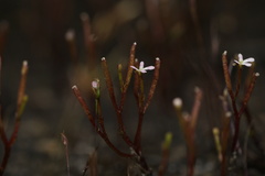 Stylidium inundatum