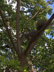 Sciurus griseus