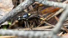 Protichneumon