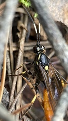Protichneumon