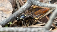 Protichneumon