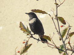 Turdus torquatus torquatus
