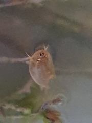 Triops australiensis