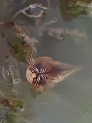 Triops australiensis