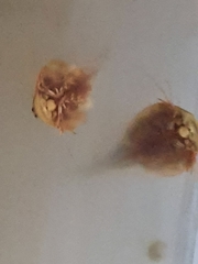 Triops australiensis