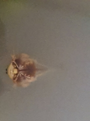 Triops australiensis