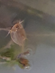 Triops australiensis