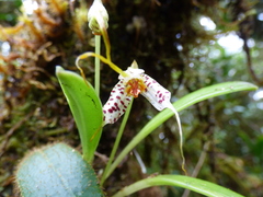 Masdevallia picturata