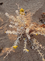 Angianthus cunninghamii