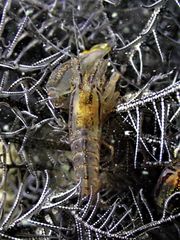 Synalpheus stimpsonii