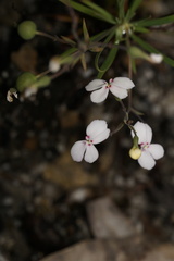 Stylidium scandens
