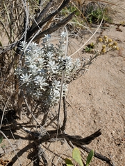 Angianthus cunninghamii