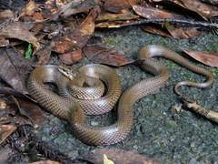 Euprepiophis conspicillata
