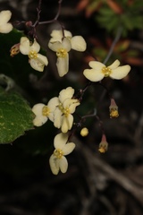 Stylidium acuminatum
