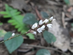 Polygonum jucundum