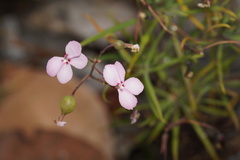 Stylidium scandens