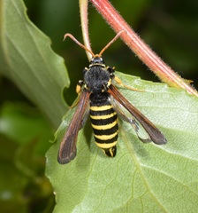 Paranthrene tabaniformis