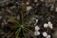 Stylidium scandens