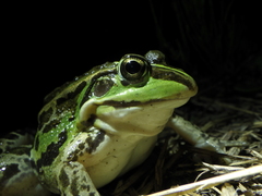 Pelophylax porosus porosus