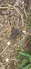 Pachydactylus maculatus