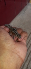 Pachydactylus maculatus