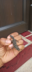 Pachydactylus maculatus