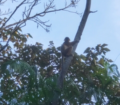 Trachypithecus pileatus