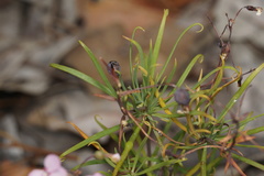 Stylidium scandens