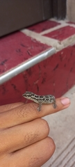Pachydactylus maculatus
