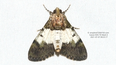 Stericta