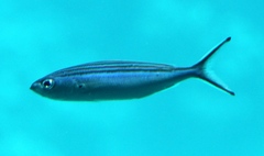 Caesio striata