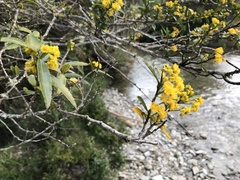 Azara lanceolata