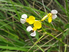 Hosackia gracilis