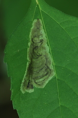 Calycomyza vogelmanni