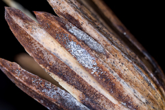 Erysiphe liriodendri