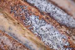 Erysiphe liriodendri