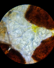 Erysiphe liriodendri