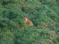 Vulpes vulpes schrencki