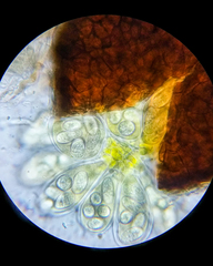 Erysiphe liriodendri