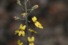 Stylidium luteum