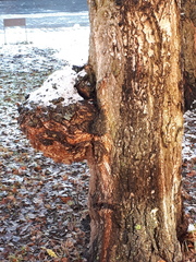 Neonectria ditissima