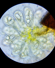 Erysiphe liriodendri